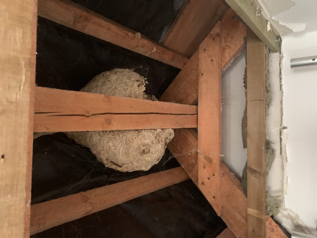 Großes Wespen- oder Hornissennest aus Papier im Dachgebälk eines Dachbodens.